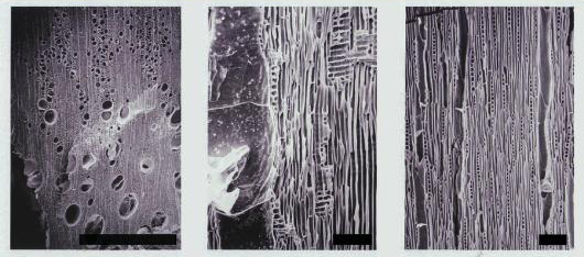 クリの木材組織(左：横断面、中央：放射断面、右：接線断面)