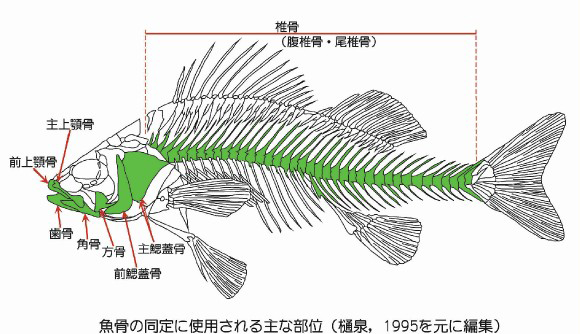 魚骨の同定に使用される主な部位(樋泉,1995を元に編集)
