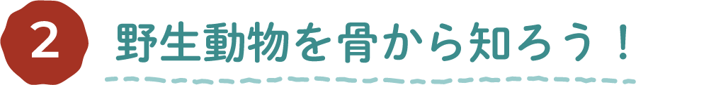 ワークショップ企画2 野生動物を骨から知ろう！